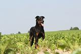 BEAUCERON 044